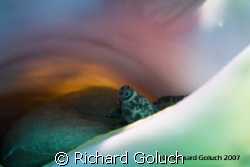 Eys in the shell. by Richard Goluch 